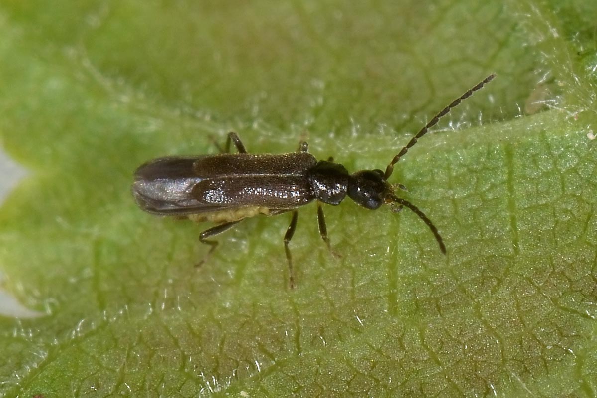 Malthodes umbrosus, maschio, Cantharidae